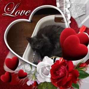 Meet your Posher, Carrie